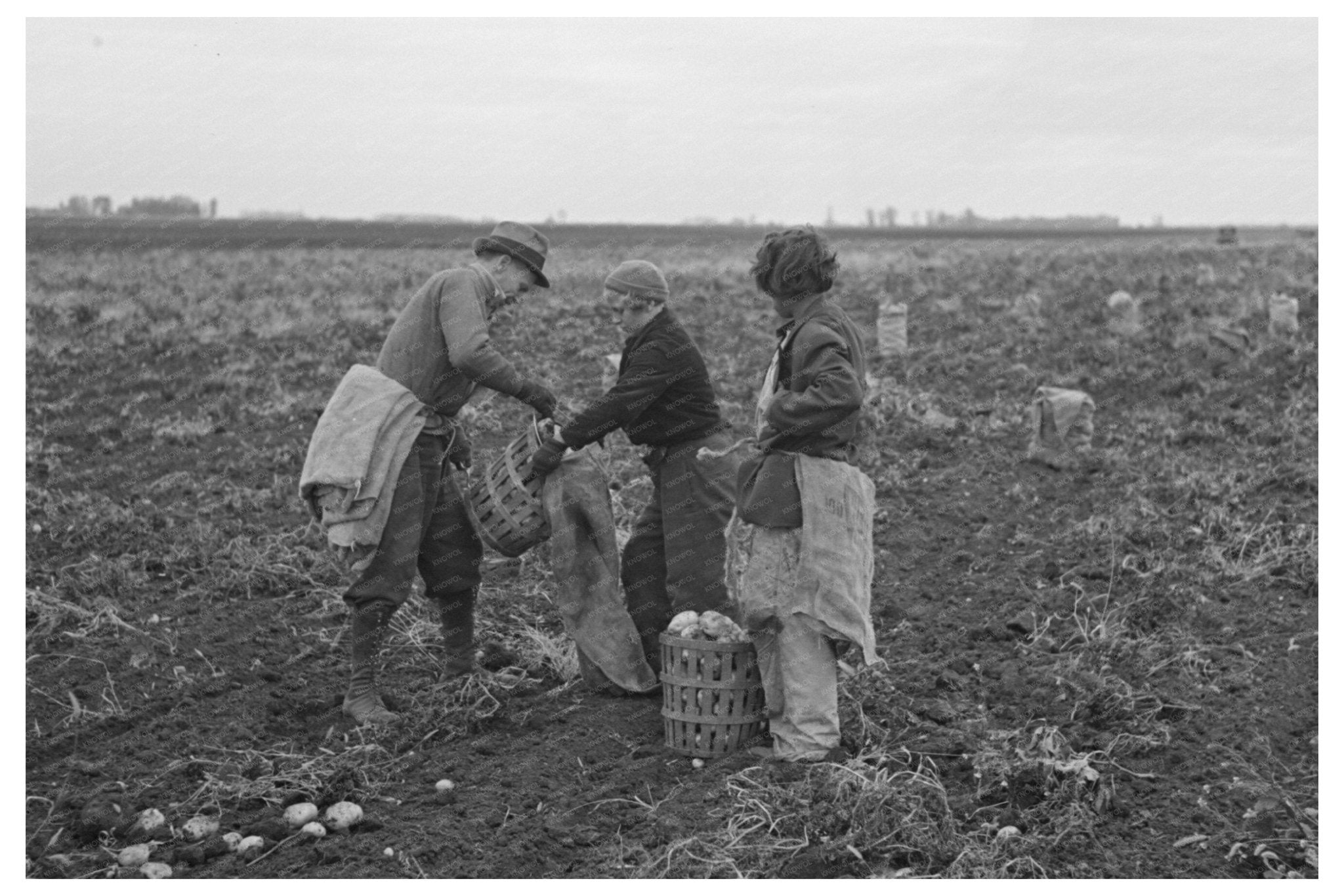 Potato Workers in East Grand Forks Minnesota 1937 - Available at KNOWOL