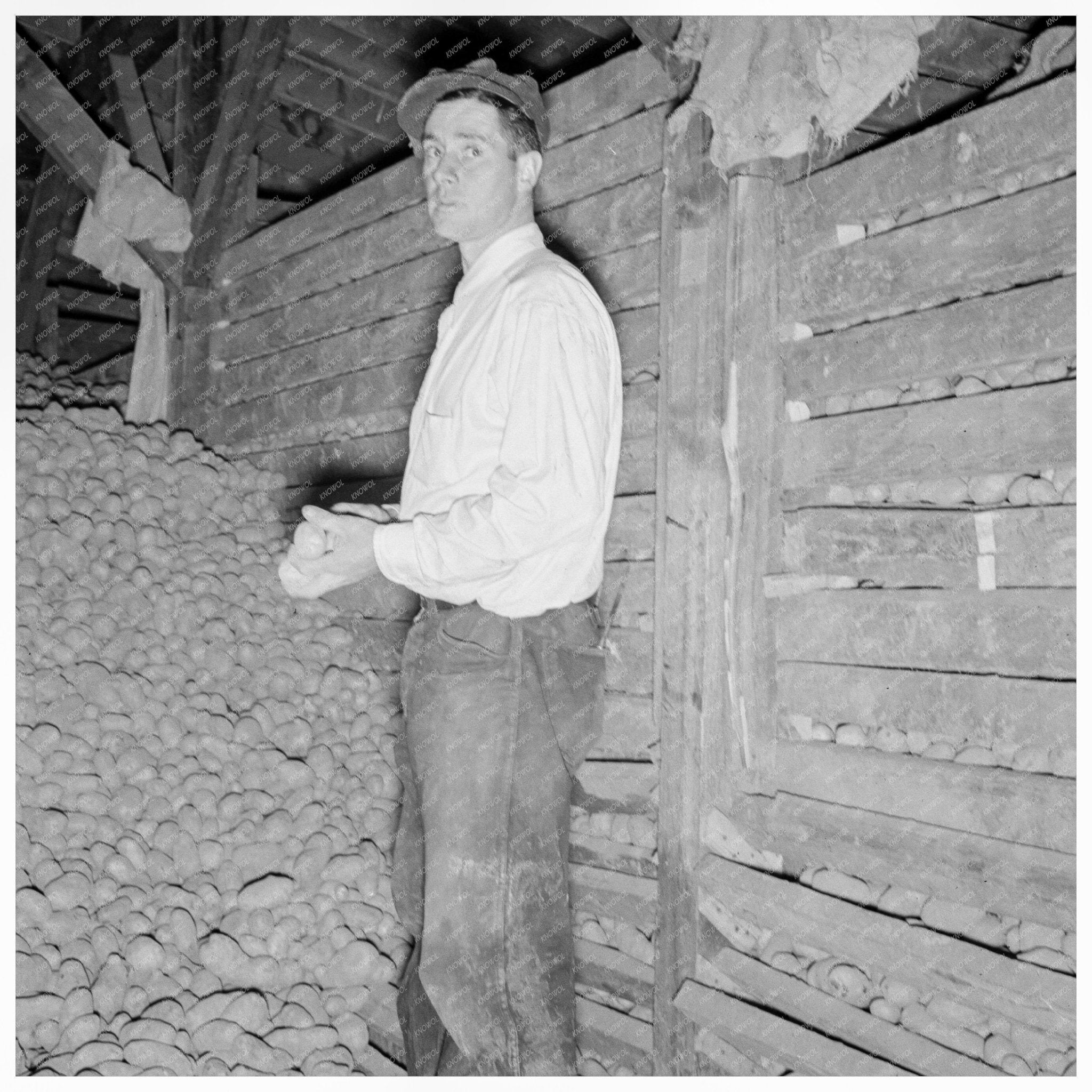 Potatoes Stored in Cellar Klamath County Oregon 1939 - Available at KNOWOL