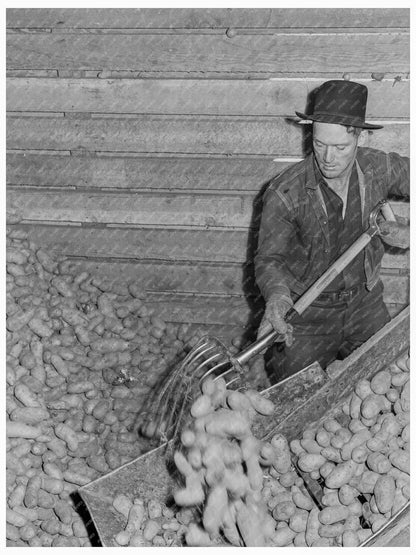 Potatoes Stored in Cellar Merrill Oregon October 1939 - Available at KNOWOL