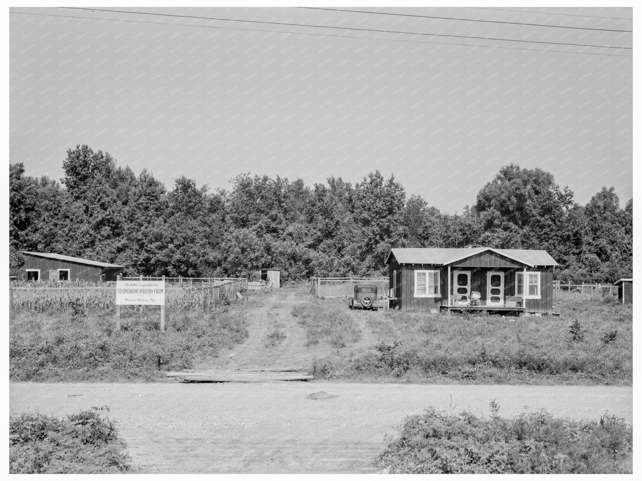 Poultry Unit of Delta Cooperative Farm Hillhouse 1937 - Available at KNOWOL