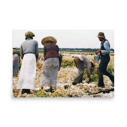 Belle Glade, Florida - Migratory laborers cutting celery, Jan. 1941