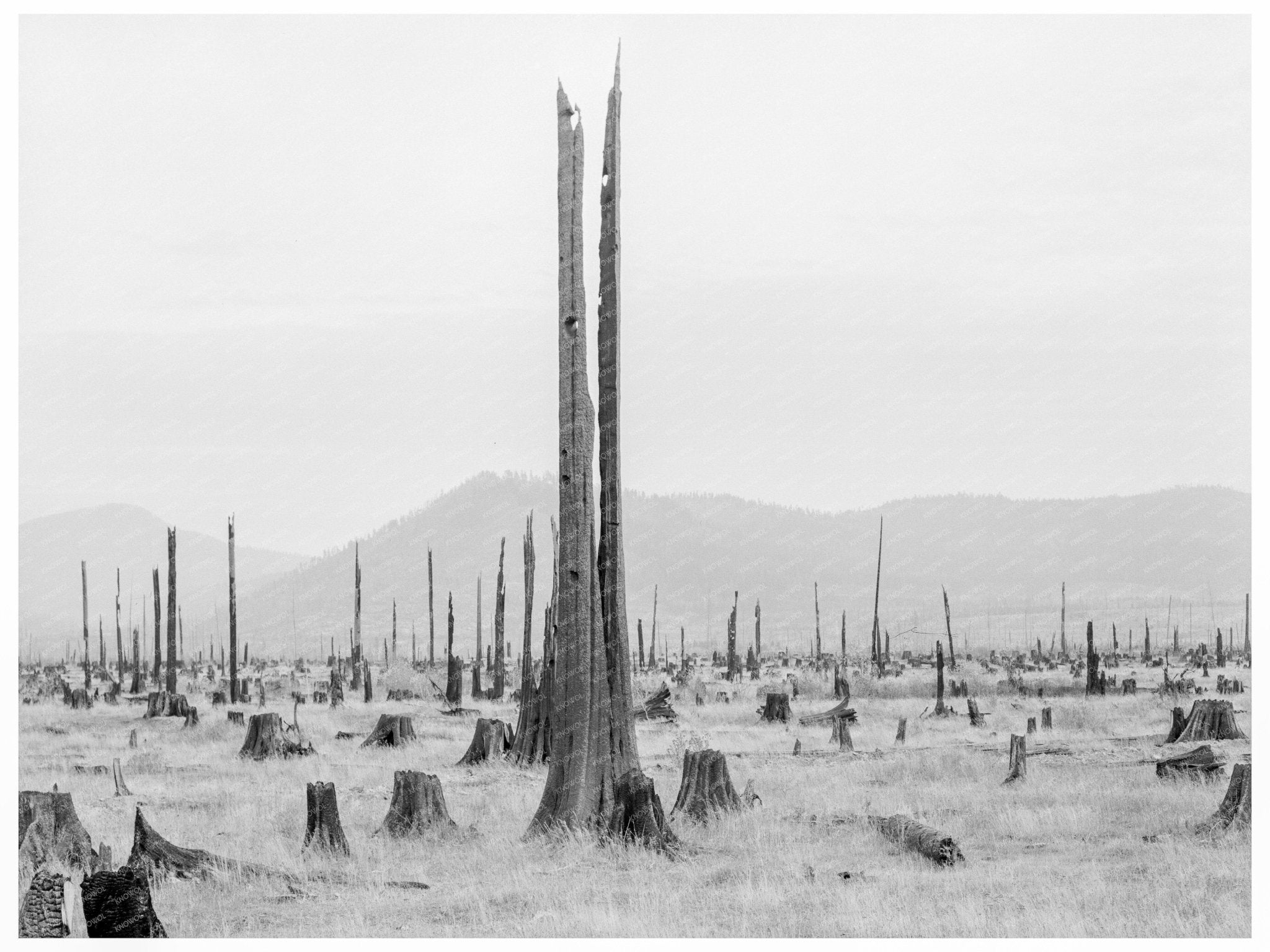 Priest River Valley Idaho Landscape 1939 Image - Available at KNOWOL