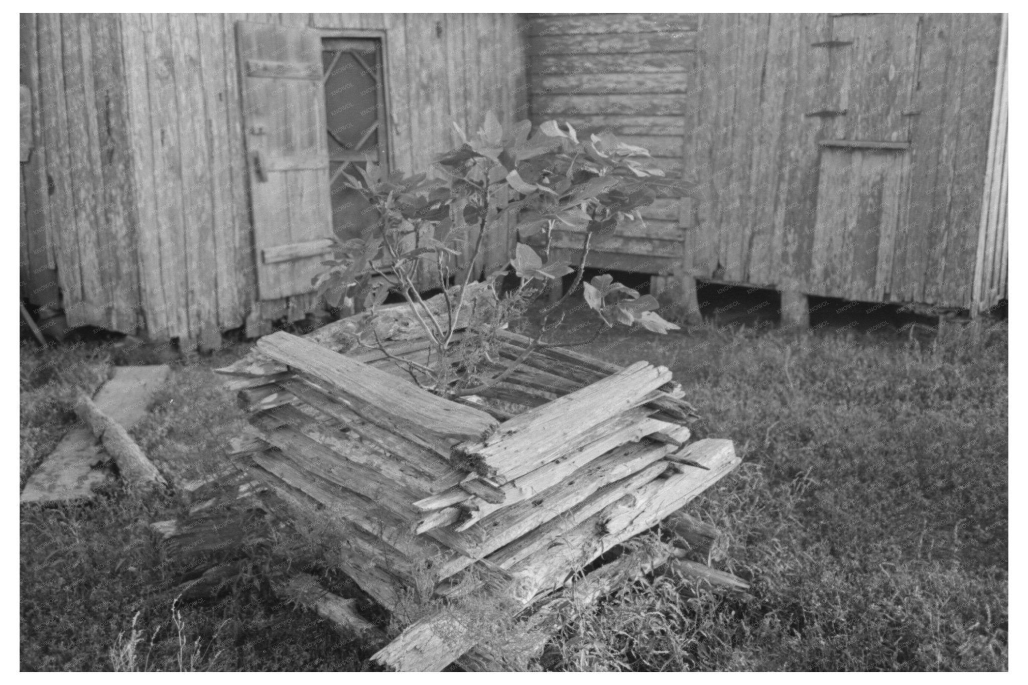 Primitive Tree Guard for Rabbits Louisiana 1938 - Available at KNOWOL