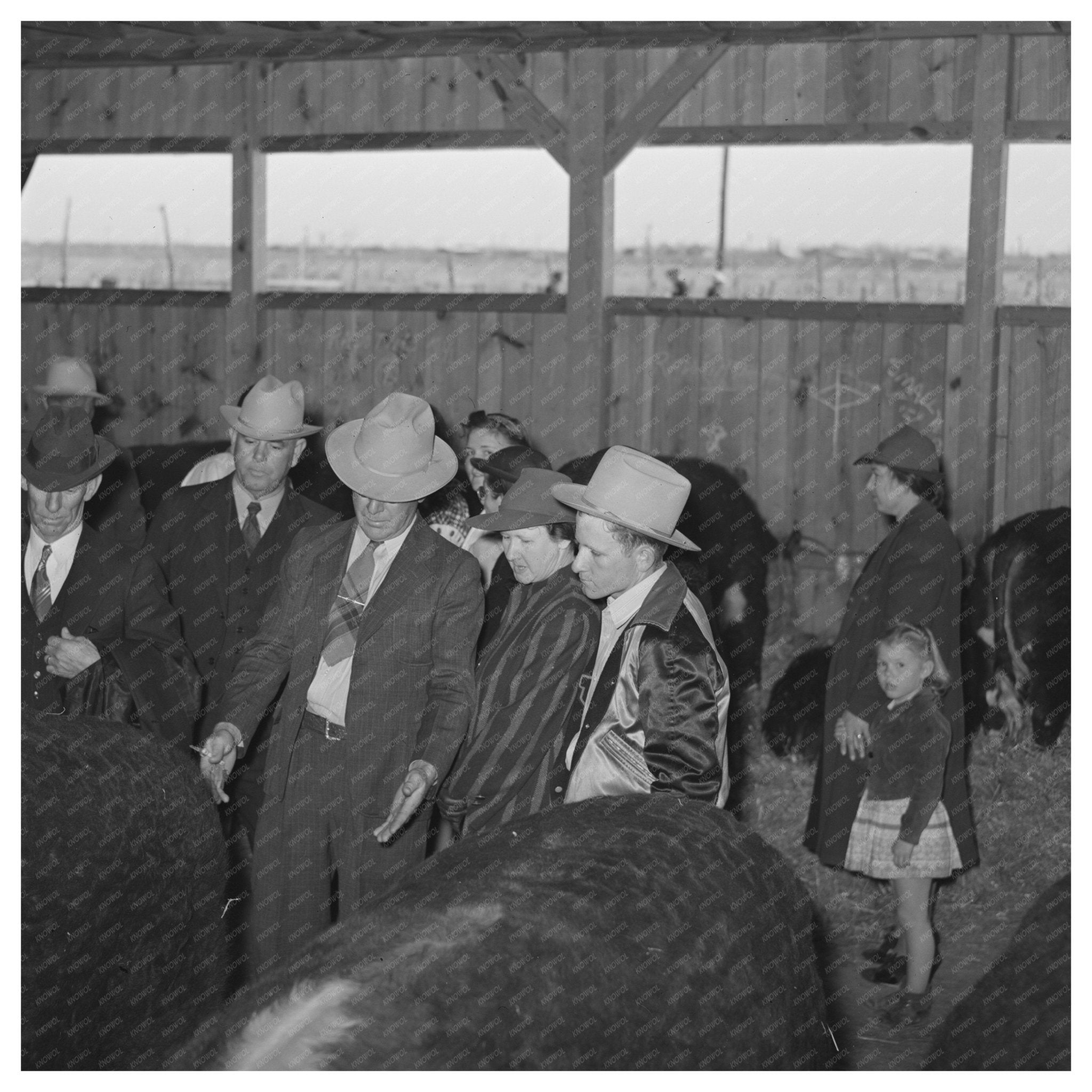 Prize Beef Steers at San Angelo Fat Stock Show 1940 - Available at KNOWOL