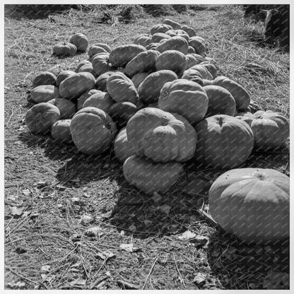 Pumpkins in Barnyard at Dimotakis Farm 1938 - Available at KNOWOL