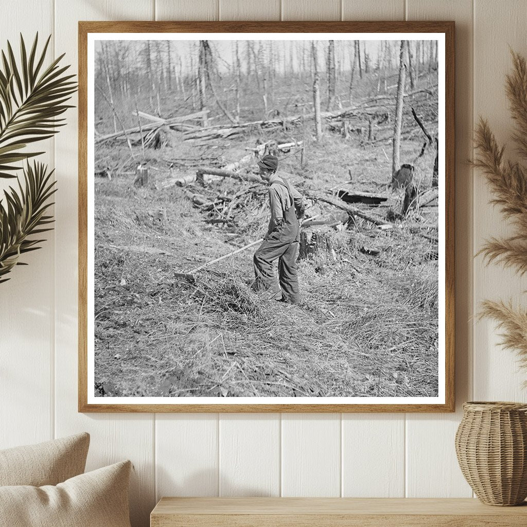 Raking Brush for Potato Planting in Iron River Michigan 1937 - Available at KNOWOL