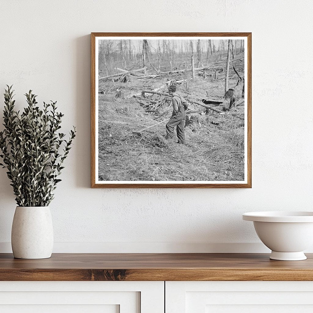 Raking Brush for Potato Planting in Iron River Michigan 1937 - Available at KNOWOL