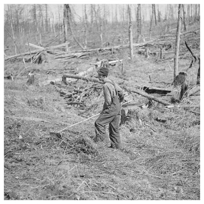 Raking Brush for Potato Planting in Iron River Michigan 1937 - Available at KNOWOL