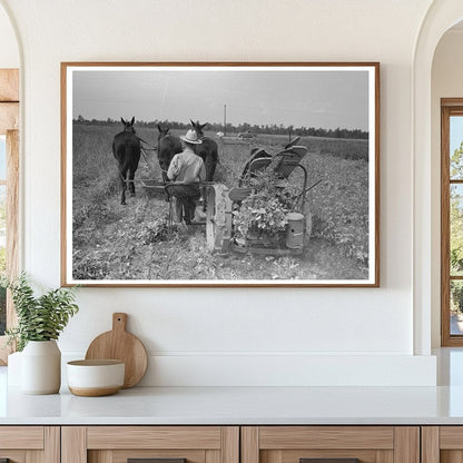 Raking Soybean Hay at Lake Dick Arkansas 1938 - Available at KNOWOL