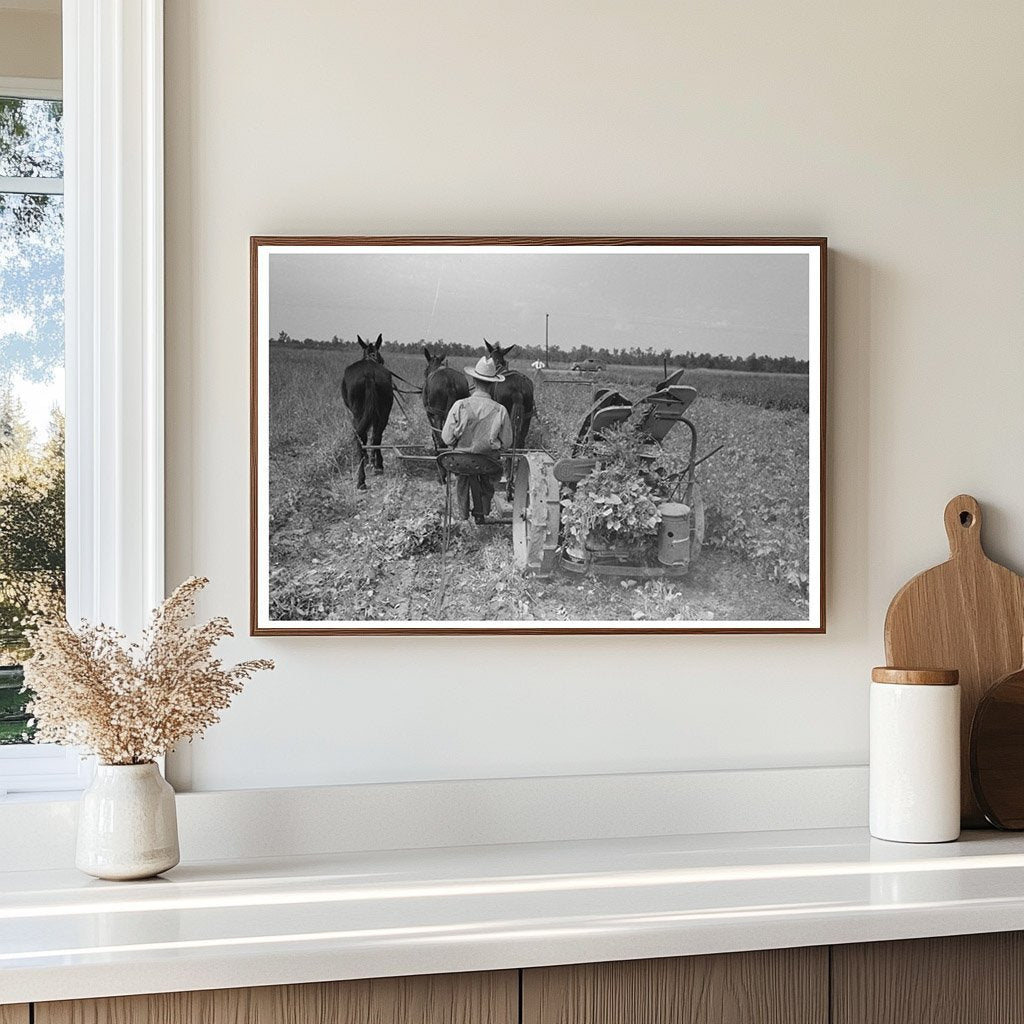 Raking Soybean Hay at Lake Dick Arkansas 1938 - Available at KNOWOL