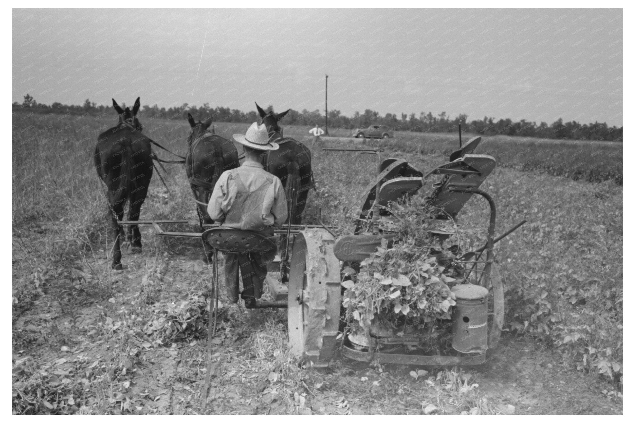 Raking Soybean Hay at Lake Dick Arkansas 1938 - Available at KNOWOL