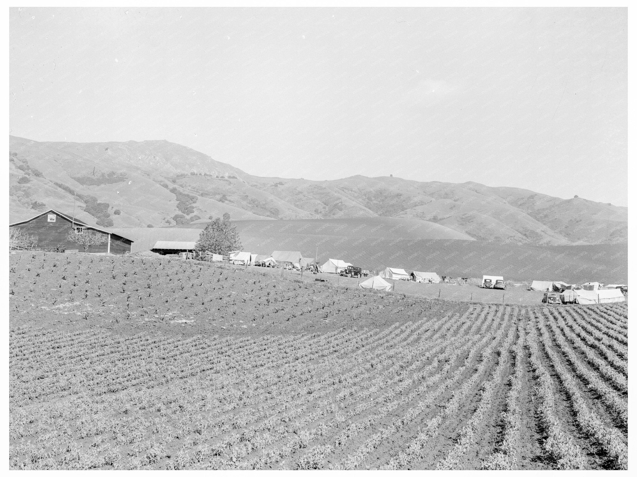 Ranch Camp for Pea Pickers Milpitas California 1939 - Available at KNOWOL