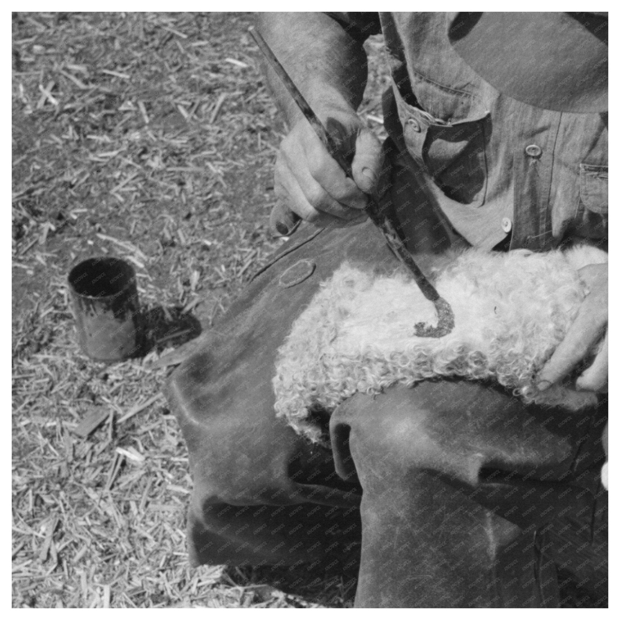 Rancher Paints ID Marks on Newborn Calf March 1940 - Available at KNOWOL