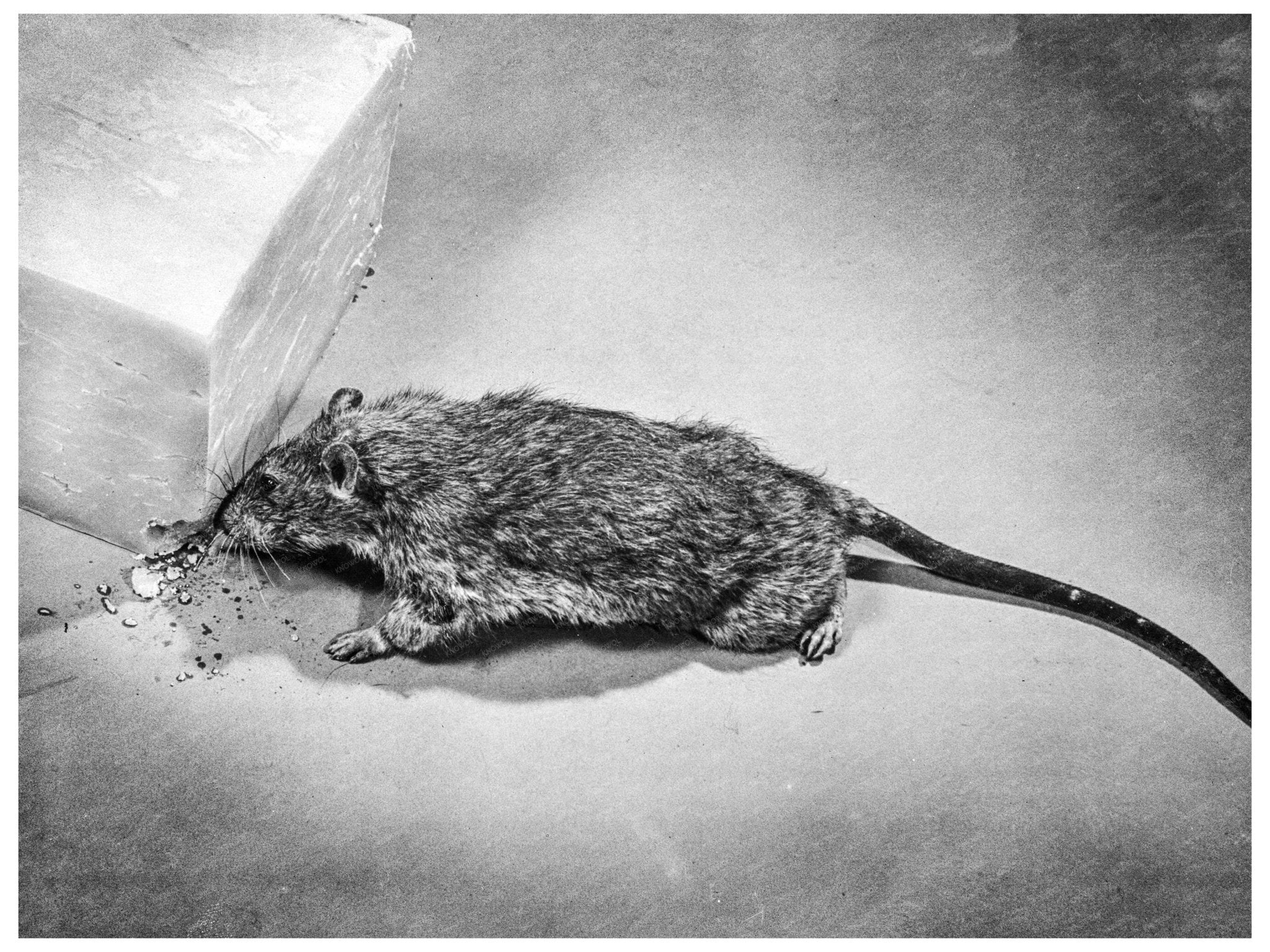 Rat Nibbling on Box March 1943 War Rationing Image - Available at KNOWOL