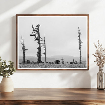 Redwood Trees and Stumps on Redwood Highway 1939 - Available at KNOWOL