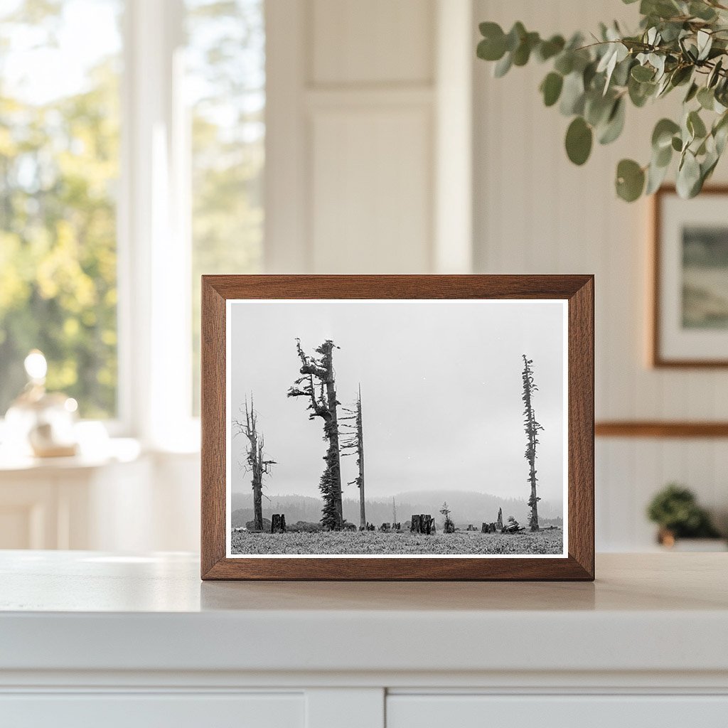 Redwood Trees and Stumps on Redwood Highway 1939 - Available at KNOWOL