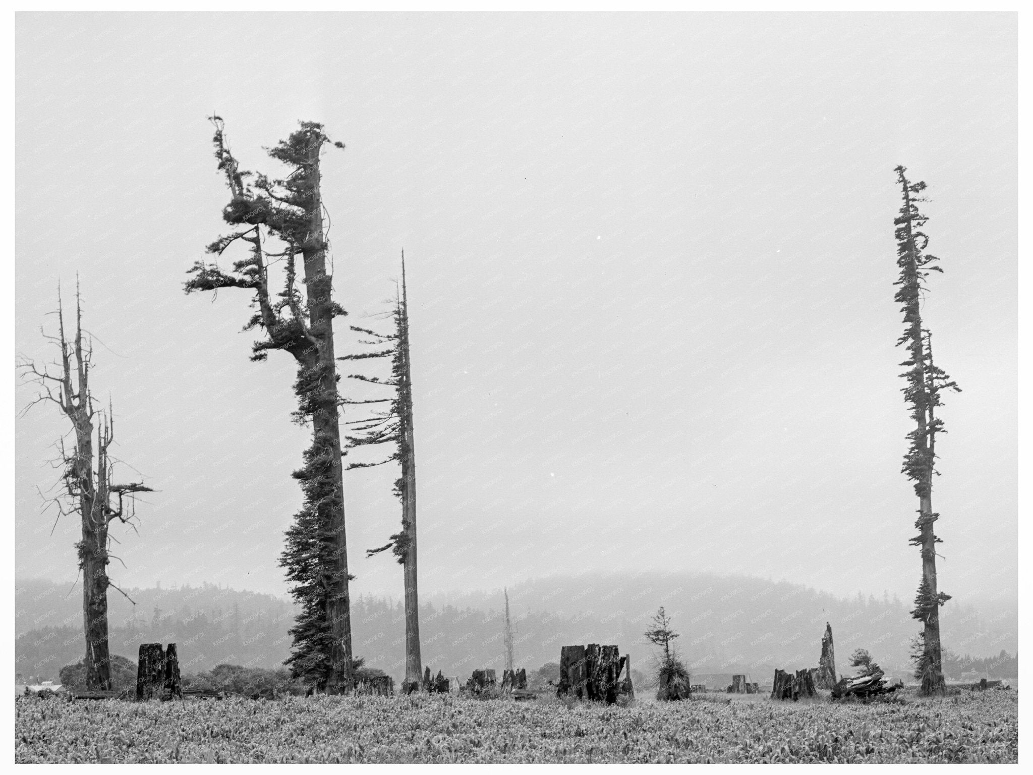 Redwood Trees and Stumps on Redwood Highway 1939 - Available at KNOWOL