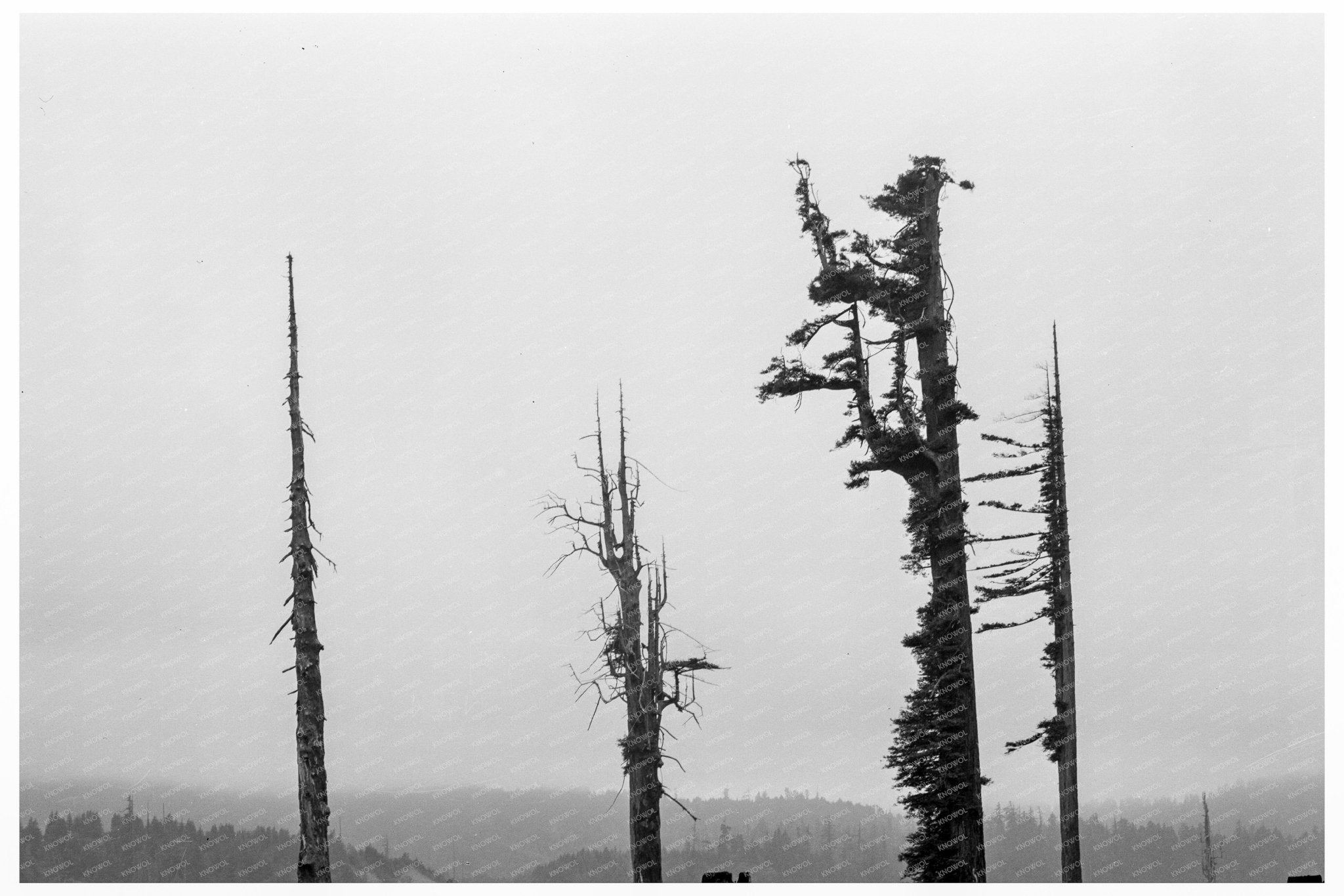 Redwood Trees and Stumps Scotia California August 1939 - Available at KNOWOL