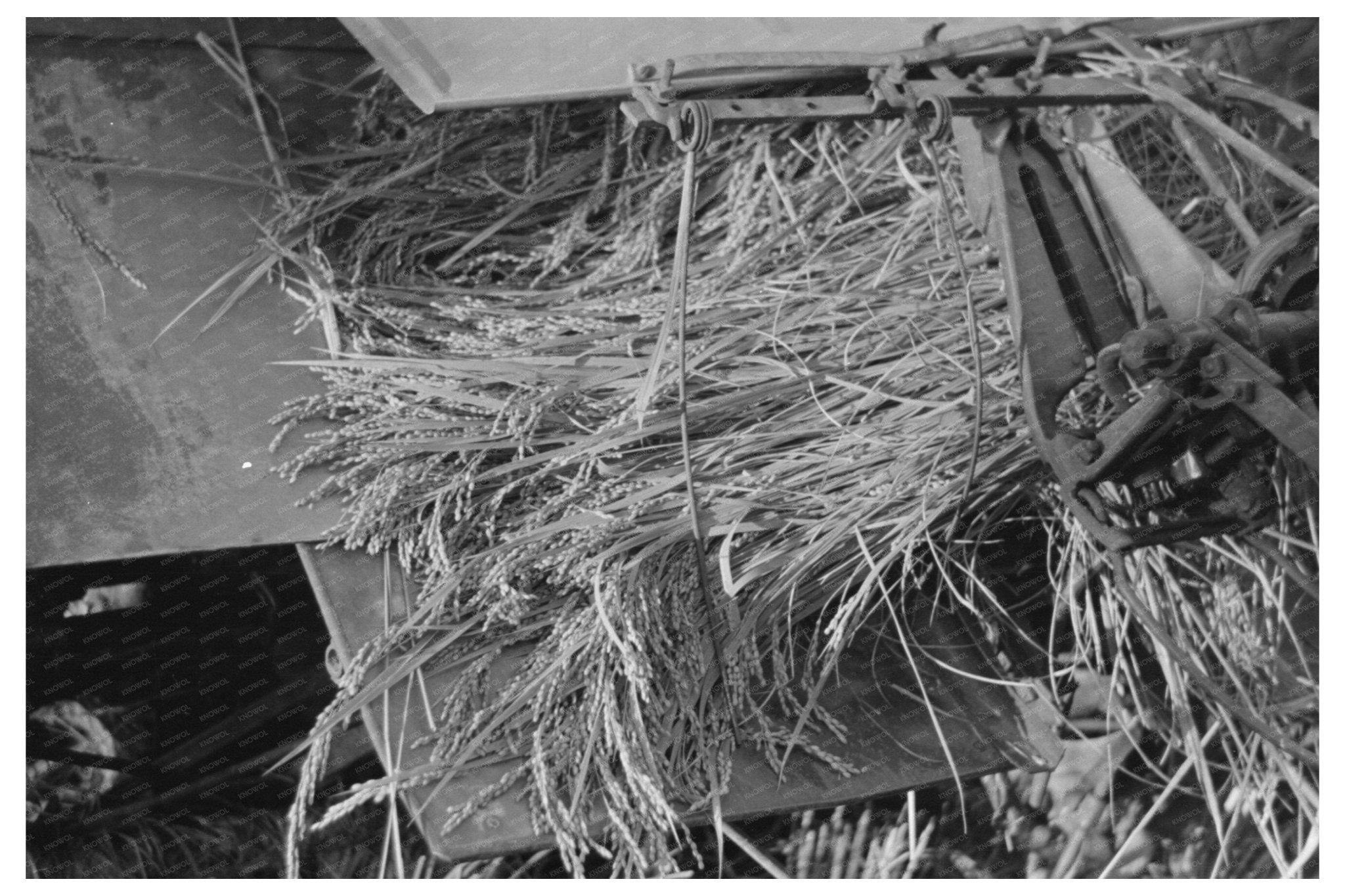 Rice Bundling in Louisiana Field September 1938 - Available at KNOWOL