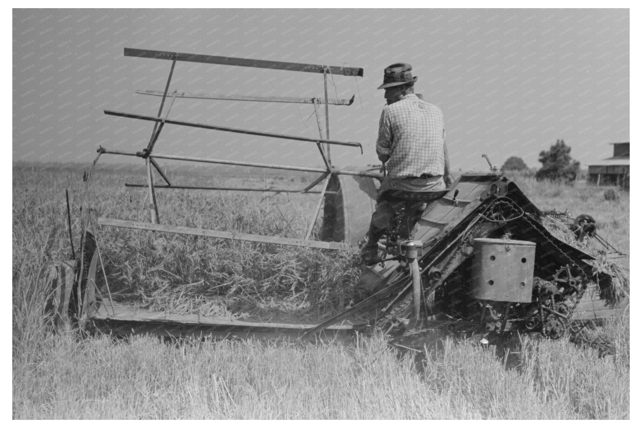 Rice Cutting in Crowley Louisiana September 1938 - Available at KNOWOL