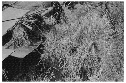 Rice Cutting Scene in Crowley Louisiana 1938 - Available at KNOWOL