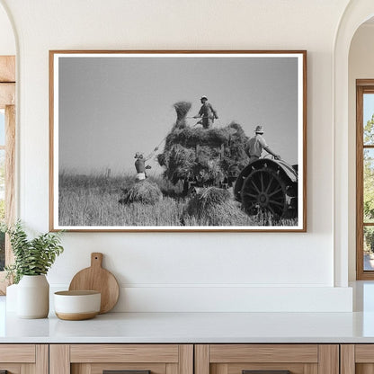 Rice Harvesting in Crowley Louisiana September 1938 - Available at KNOWOL