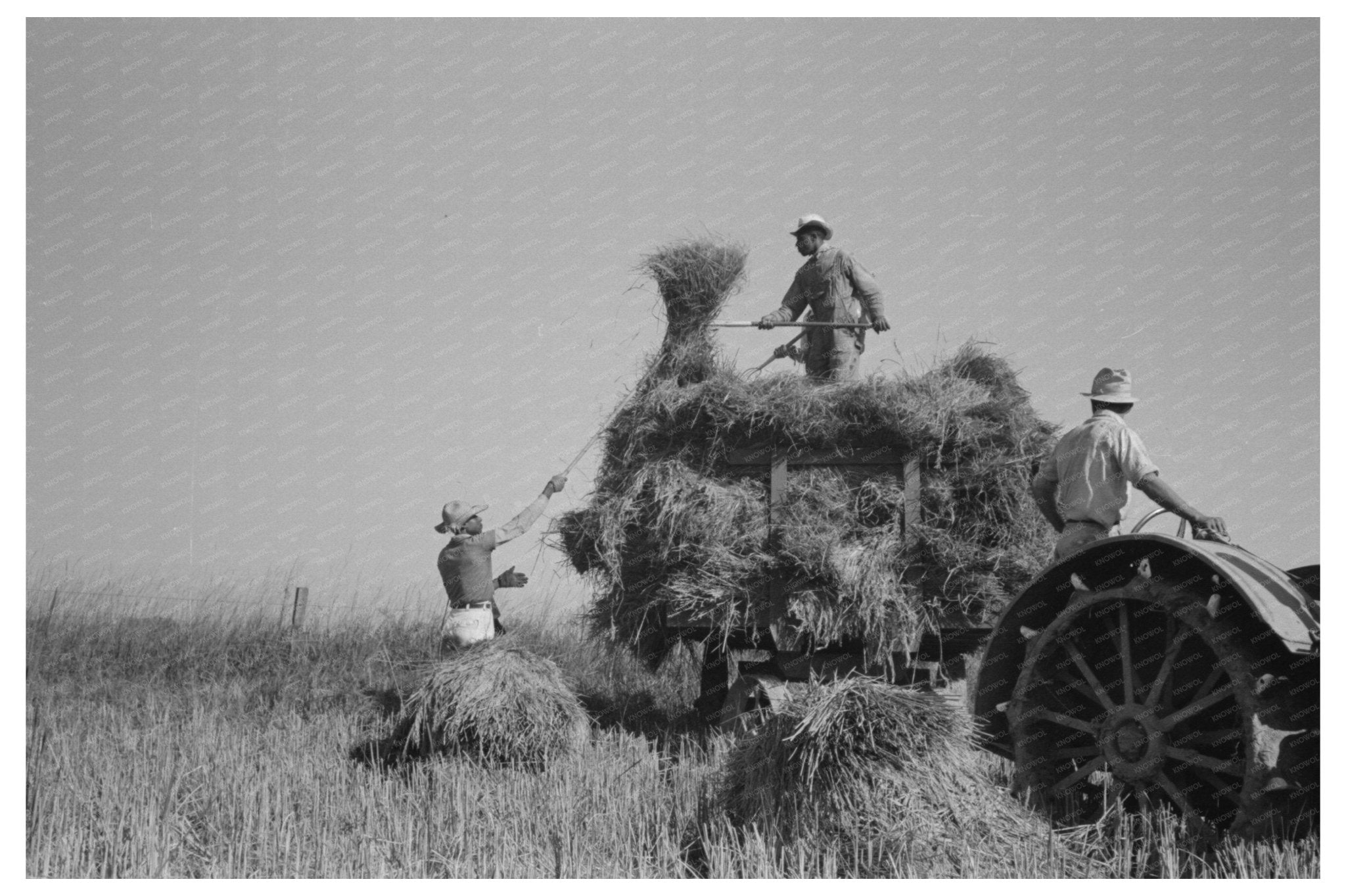 Rice Harvesting in Crowley Louisiana September 1938 - Available at KNOWOL