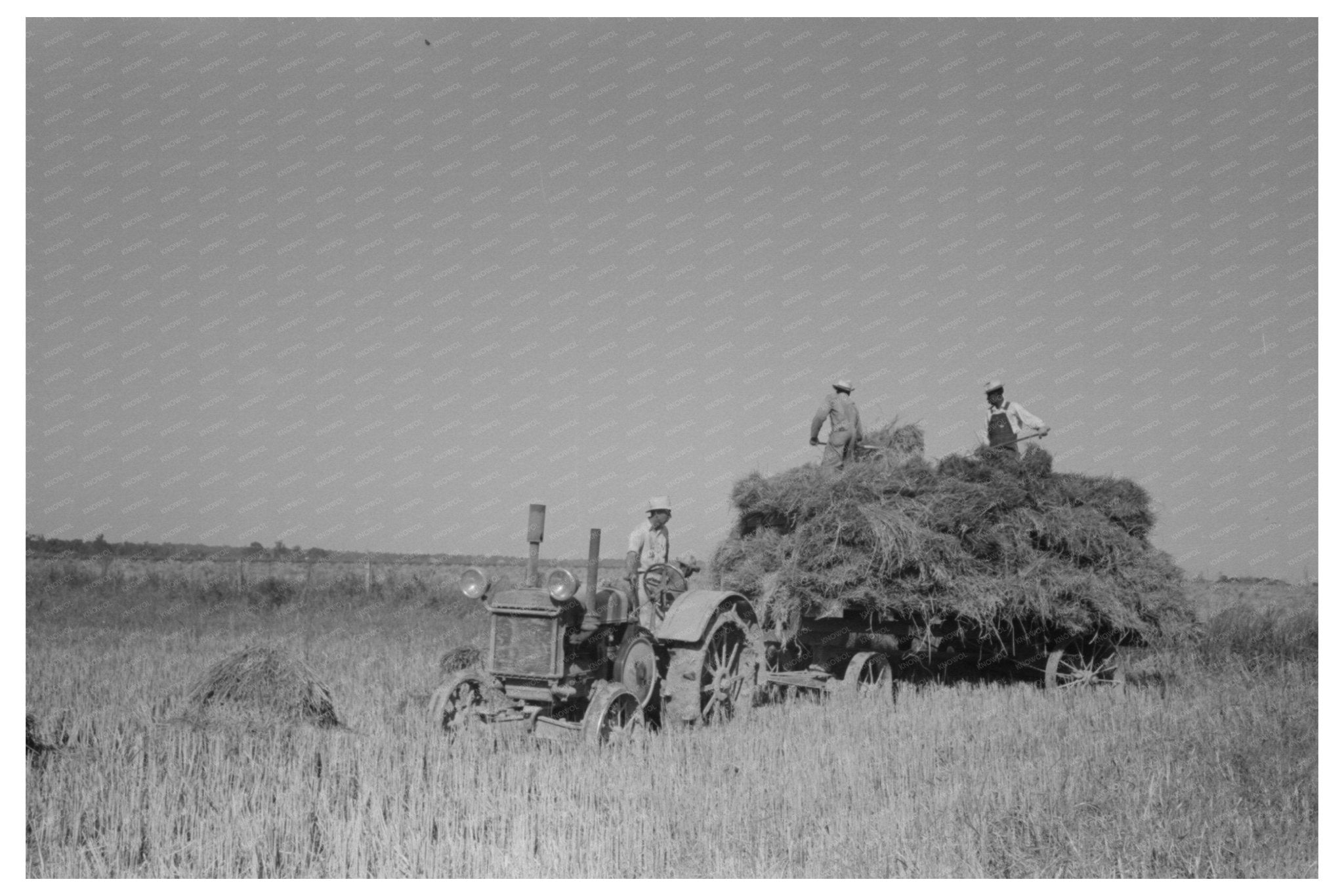 Rice Harvesting Scene in Crowley Louisiana 1938 - Available at KNOWOL