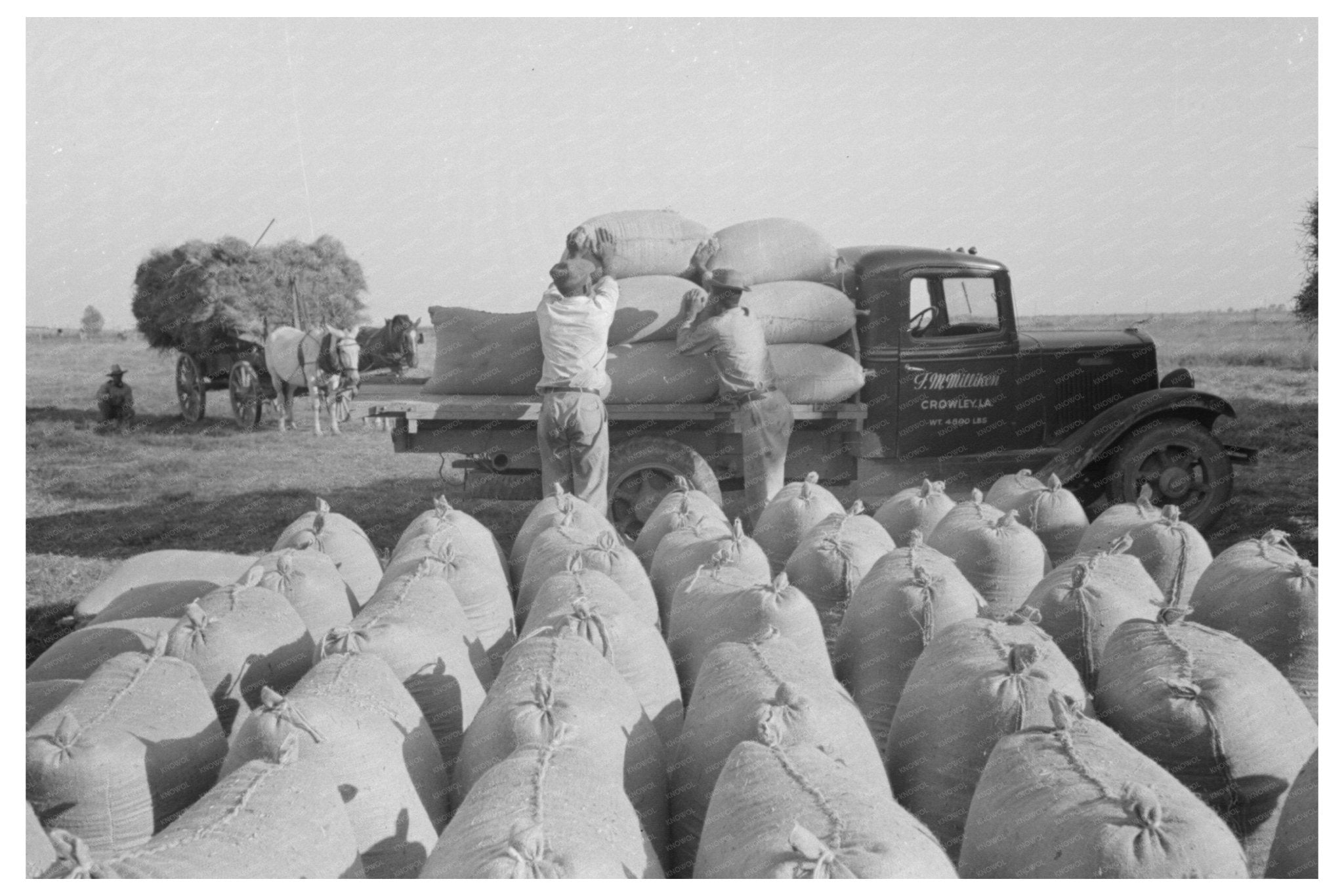 Rice Production in Crowley Louisiana September 1938 - Available at KNOWOL