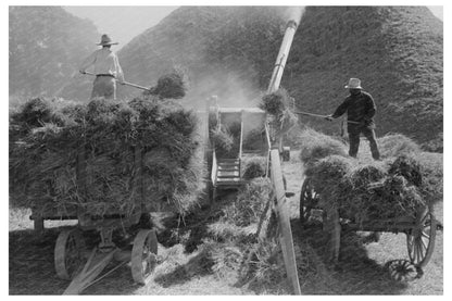 Rice Threshing Process in Crowley Louisiana 1938 - Available at KNOWOL