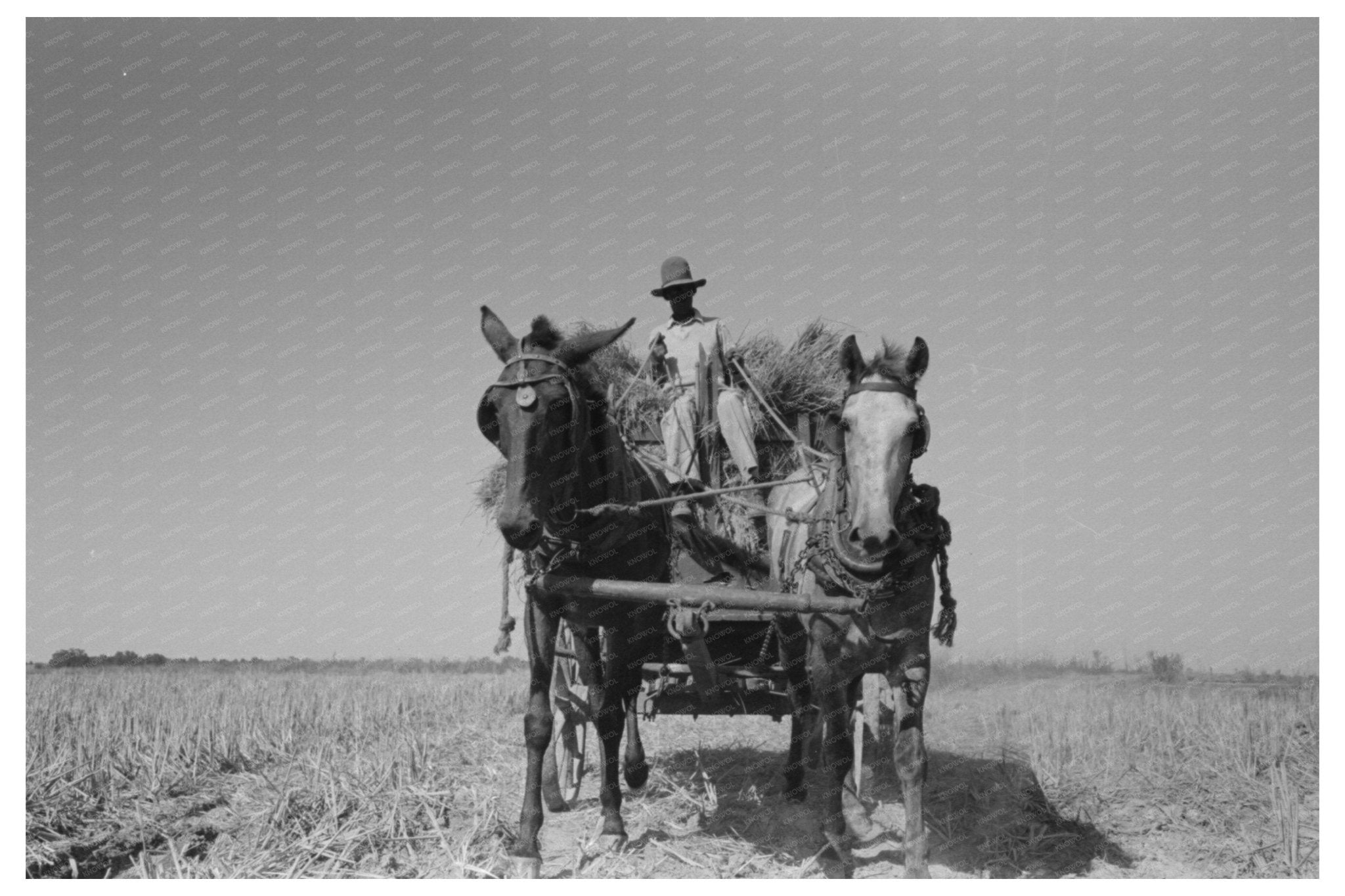 Rice Transportation Method in Crowley Louisiana 1938 - Available at KNOWOL