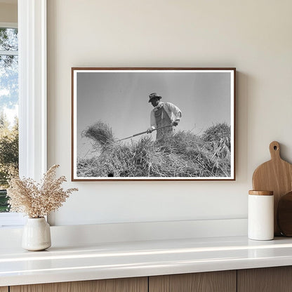 Rice Worker Pitching Bundles in Crowley Louisiana 1938 - Available at KNOWOL