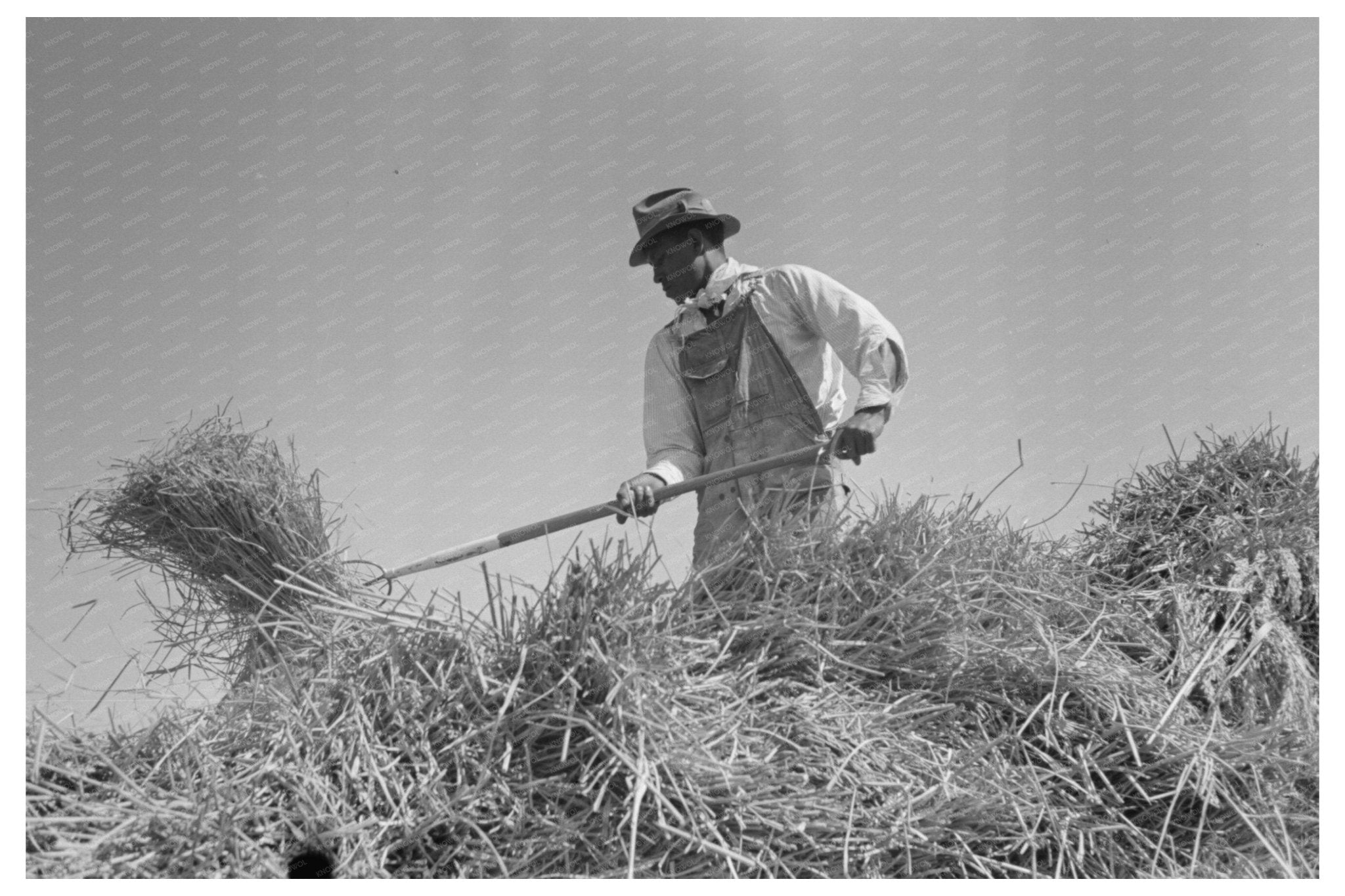 Rice Worker Pitching Bundles in Crowley Louisiana 1938 - Available at KNOWOL