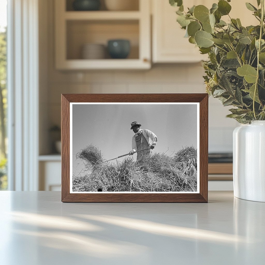 Rice Worker Pitching Bundles in Crowley Louisiana 1938 - Available at KNOWOL