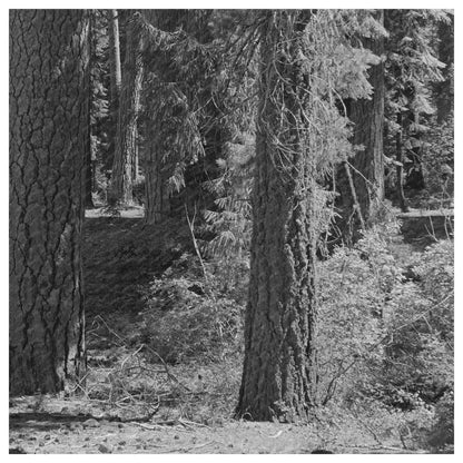 Rogue River National Forest Oregon July 1942 Image - Available at KNOWOL