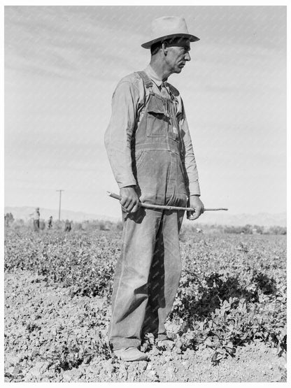 Row Boss in Calipatria California February 1939 - Available at KNOWOL