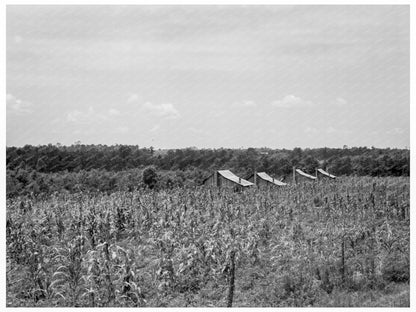 Rural Cabins in South Georgia 1937 - Available at KNOWOL