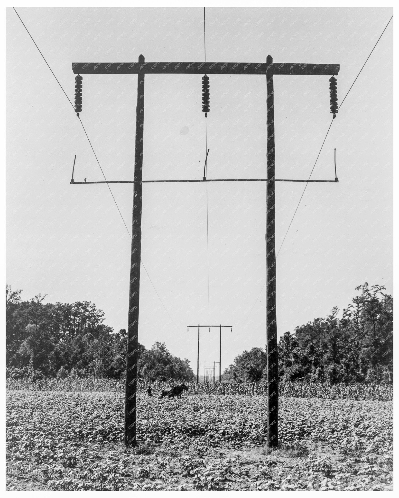 Rural Electrification in Pulaski County Arkansas June 1938 Cotton Fields Infrastructure - Available at KNOWOL