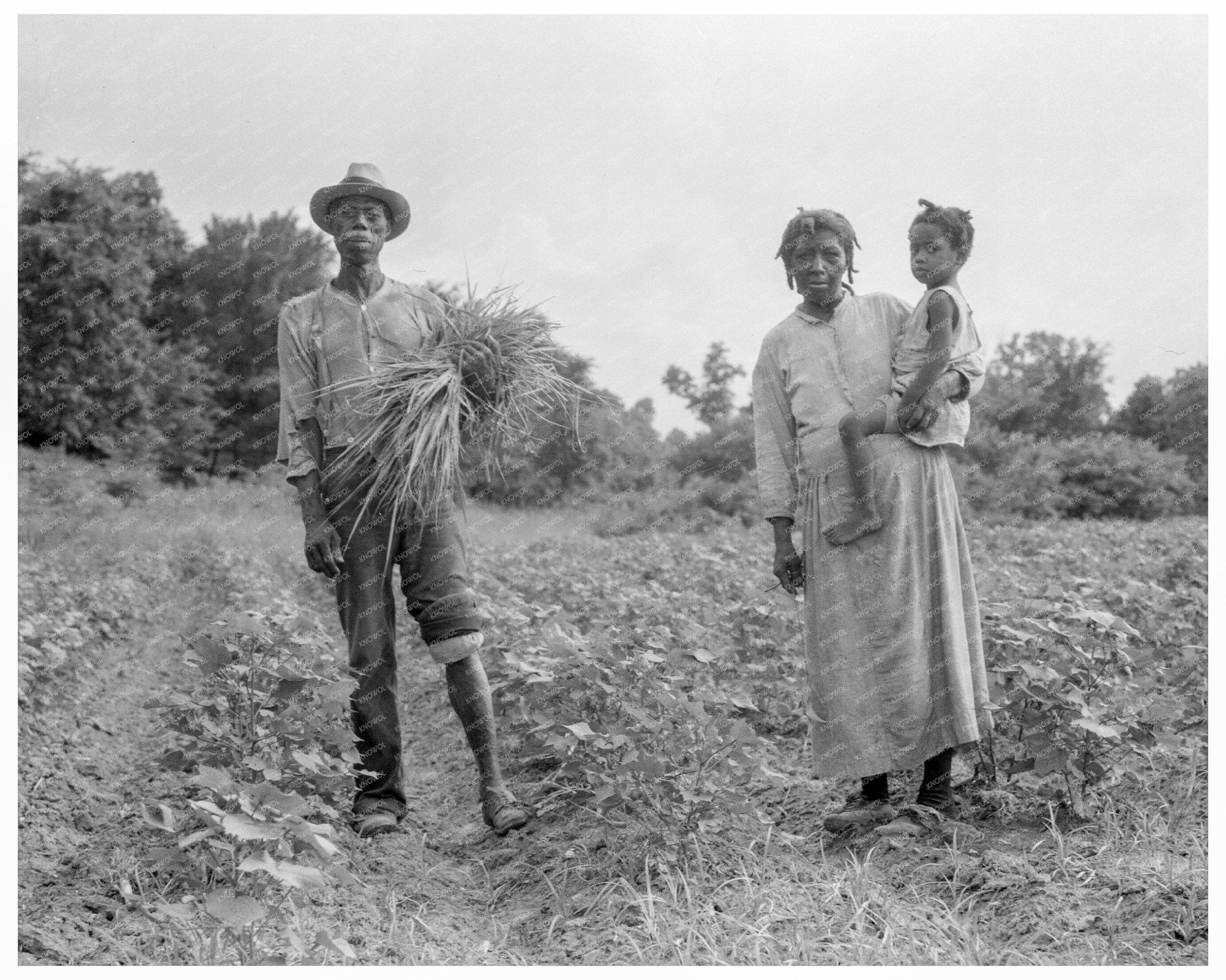 Rural Family on Cotton Patch Vicksburg Mississippi 1936 - Available at KNOWOL