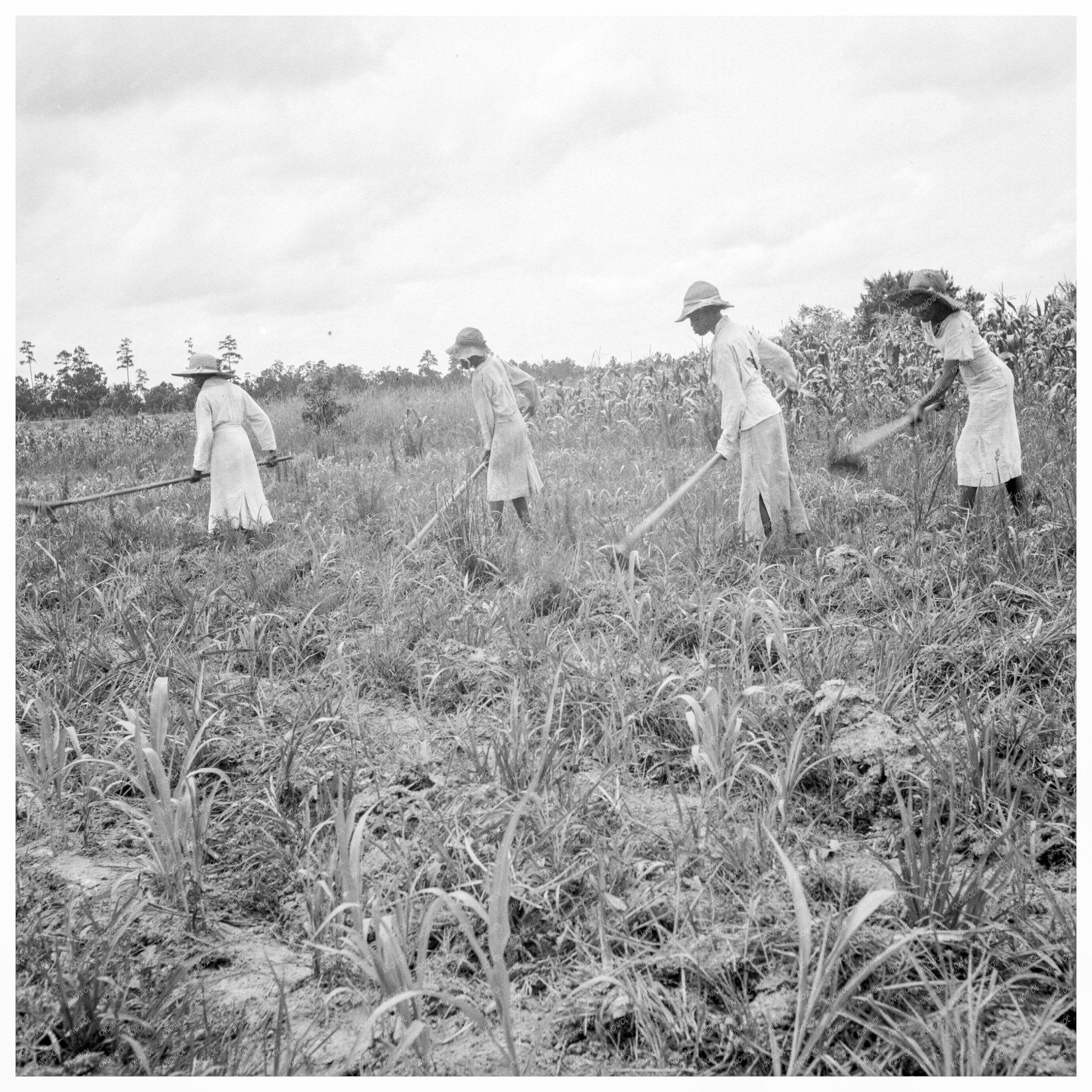 Rural Life in Mississippi 1936 FSA/OWI Collection - Available at KNOWOL