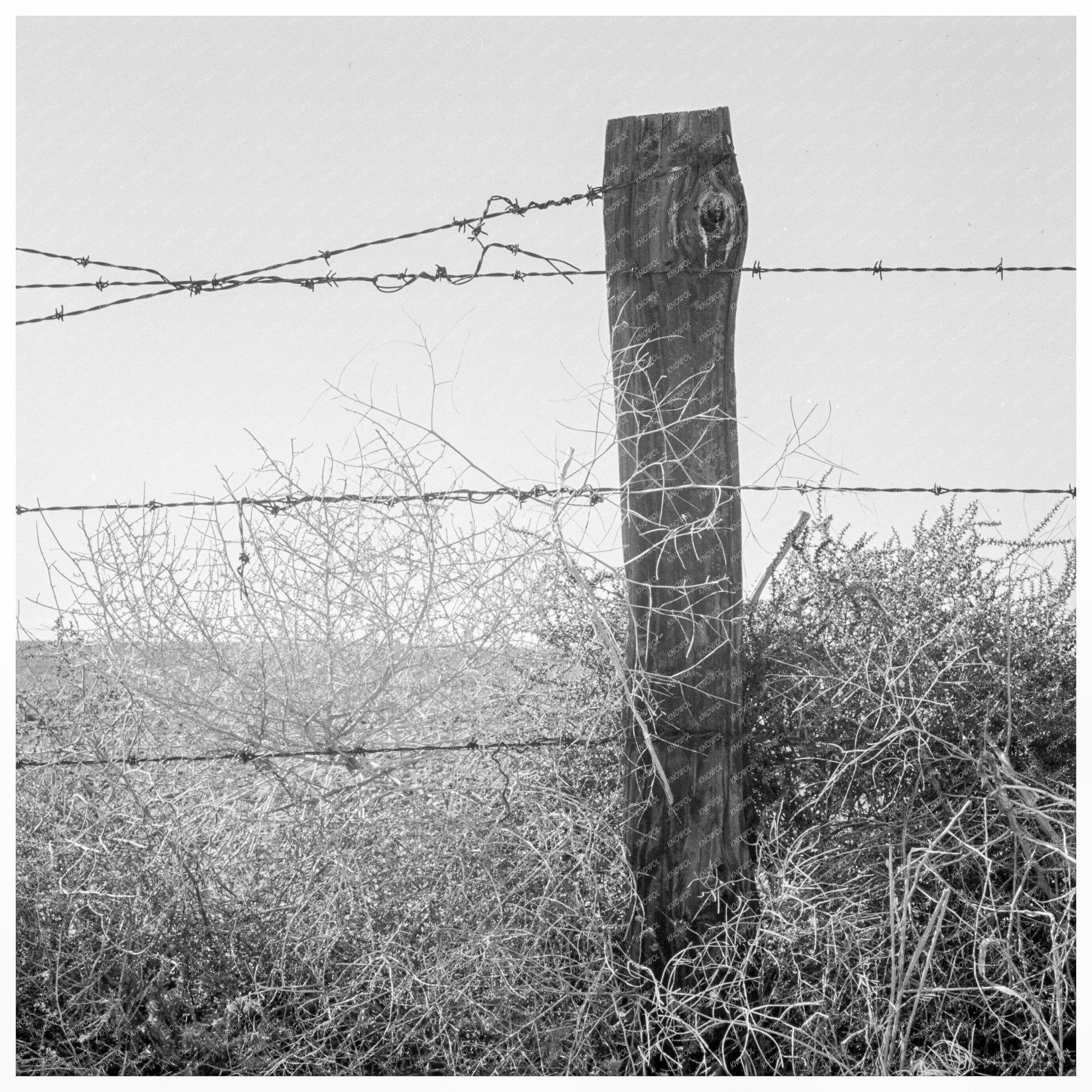 Russian thistle and barbed wire Umatilla County 1939 - Available at KNOWOL