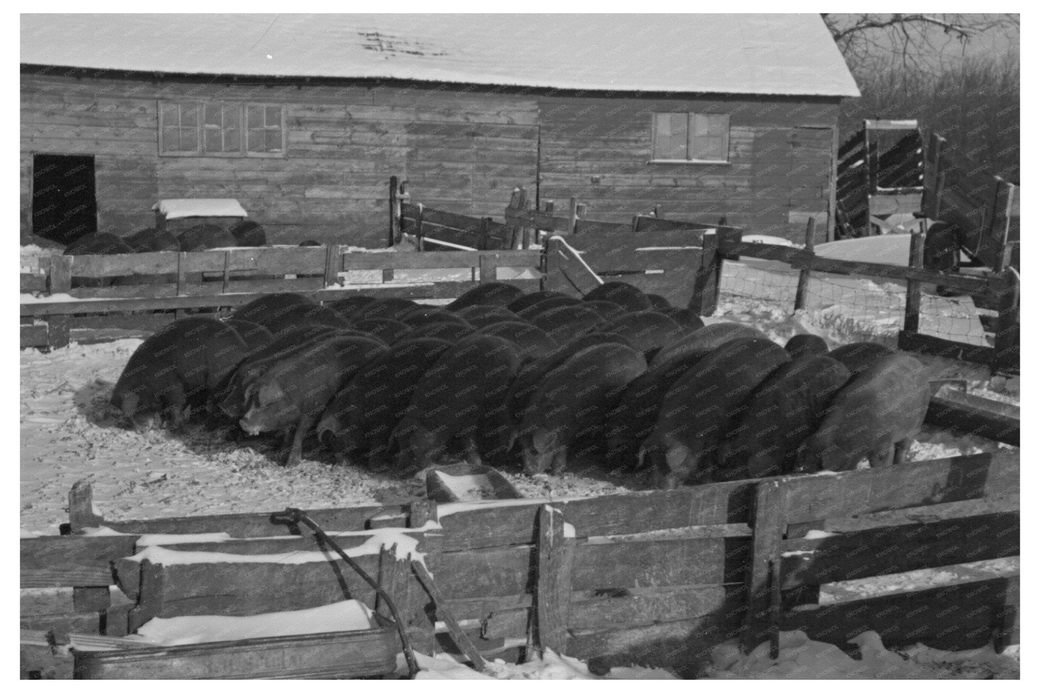 Rustan Brothers Farm Buildings Dickens Iowa 1936 - Available at KNOWOL