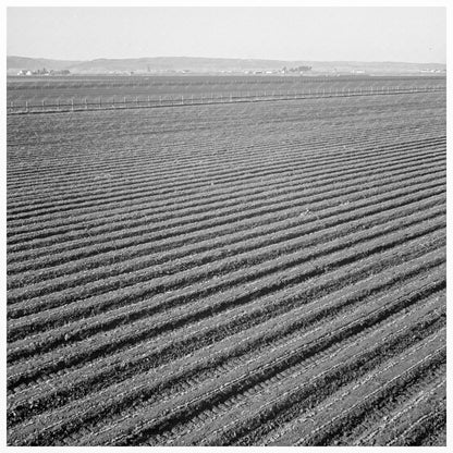 Salinas Valley Agriculture 1939 Monterey County Lettuce Harvest - Available at KNOWOL