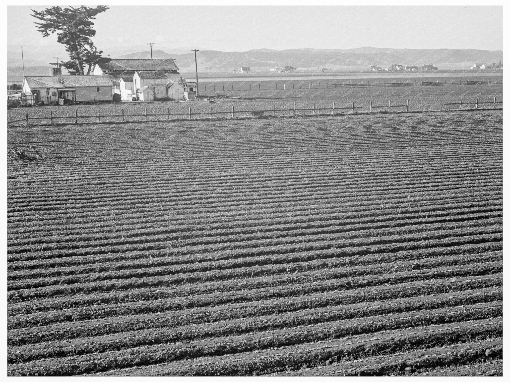 Salinas Valley Lettuce Industry February 1939 Photograph - Available at KNOWOL