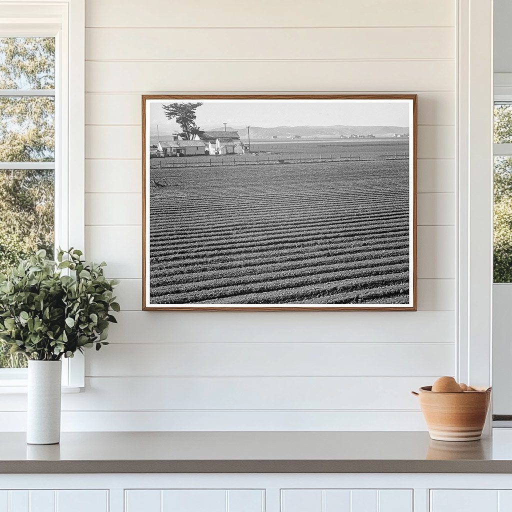 Salinas Valley Lettuce Industry February 1939 Photograph - Available at KNOWOL