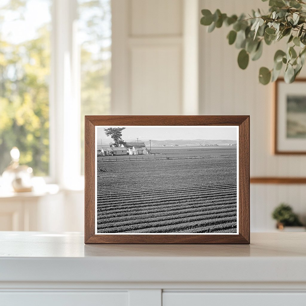 Salinas Valley Lettuce Industry February 1939 Photograph - Available at KNOWOL