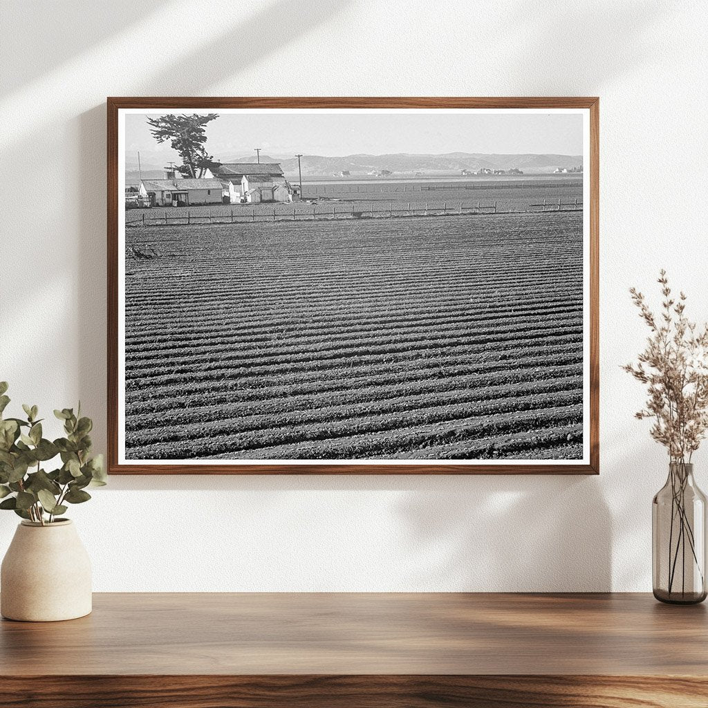 Salinas Valley Lettuce Industry February 1939 Photograph - Available at KNOWOL