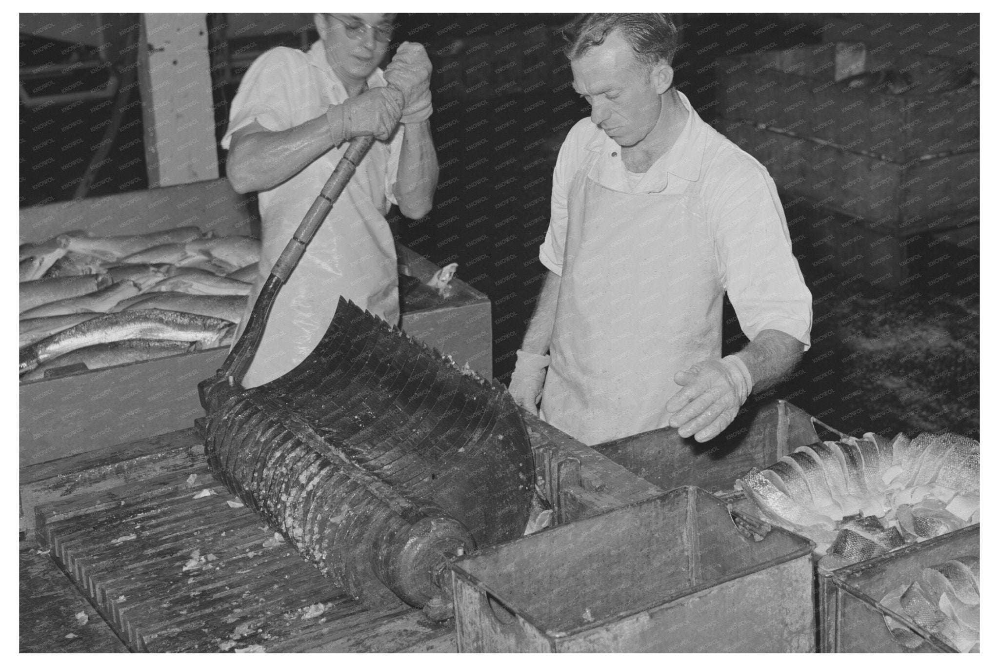 Salmon Slicing for Canning Columbia River 1941 - Available at KNOWOL