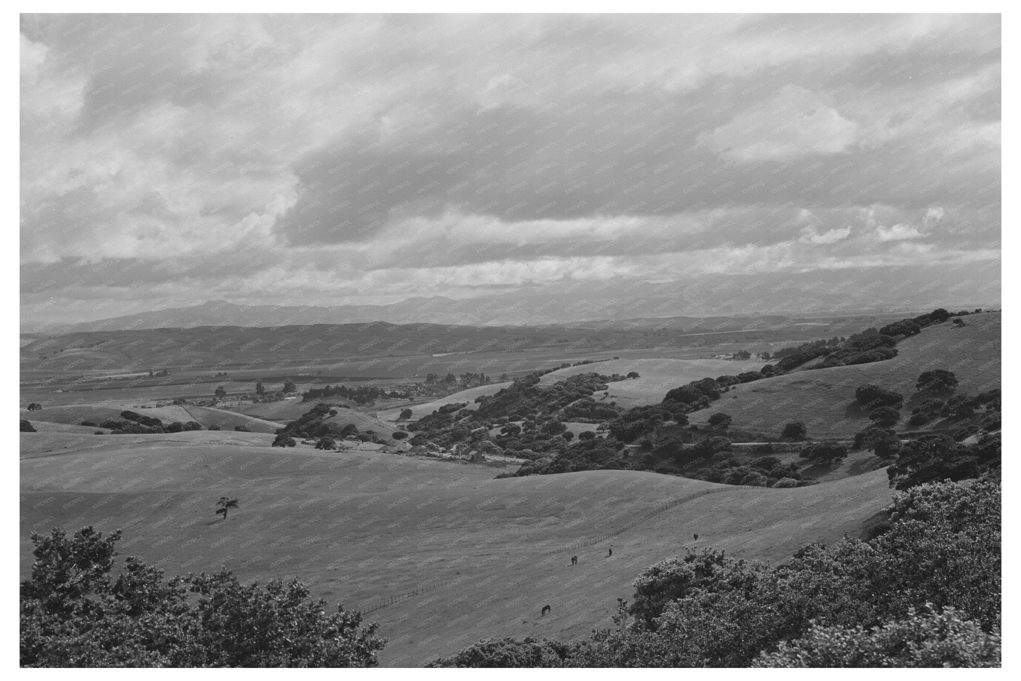 San Benito County Cattle and Sheep Grazing 1942 - Available at KNOWOL