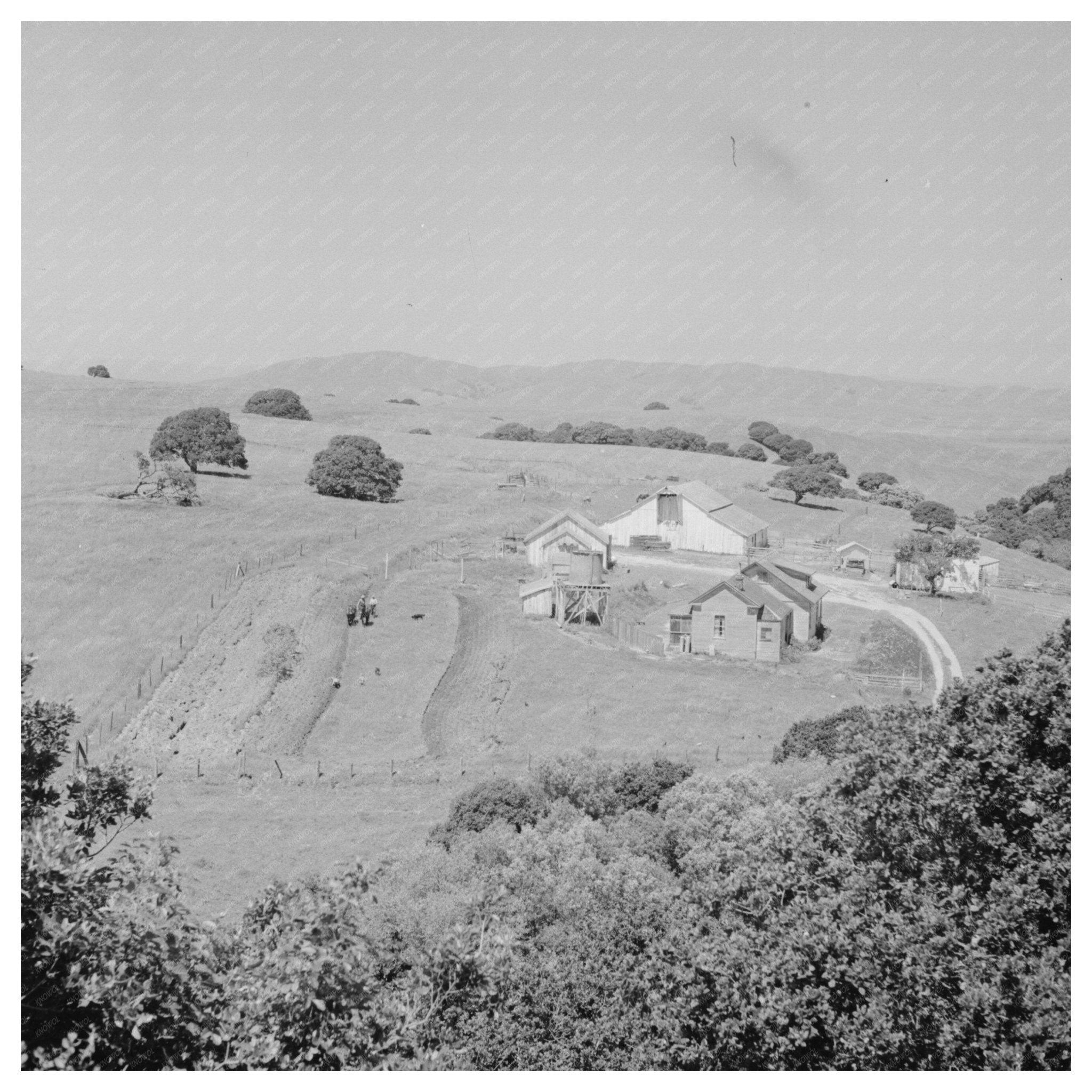 San Benito County Farmstead May 1942 Image - Available at KNOWOL